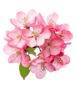 fleur apple