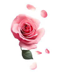 rose